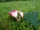 Russula graveolens image