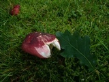 Russula graveolens image