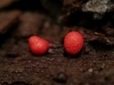 Lycogala conicum image
