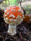 Amanita amerimuscaria image