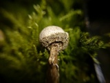 Tulostoma kotlabae image