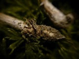 Tulostoma kotlabae image