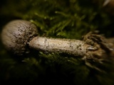 Tulostoma kotlabae image