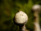 Tulostoma kotlabae image