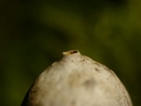 Tulostoma kotlabae image