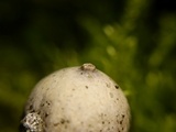 Tulostoma kotlabae image