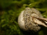 Tulostoma kotlabae image