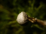 Tulostoma kotlabae image
