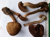 Inocybe hirsuta var. maxima image