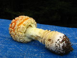 Amanita amerimuscaria image