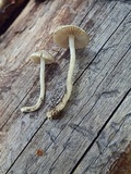 Inocybe geophylla image