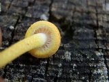 Cyptotrama chrysopepla image