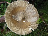 Amanita submembranacea image