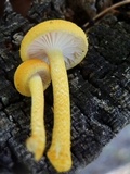 Cyptotrama chrysopepla image