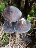 Mycena alcalina image