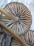 Mycena alcalina image