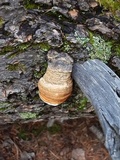 Fomitopsis officinalis image