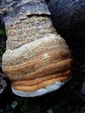 Fomitopsis officinalis image
