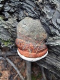 Fomitopsis officinalis image