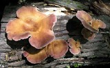 Panus neostrigosus image