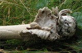 Amanita submembranacea image