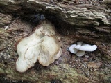 Lentinellus ursinus image