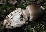 Amanita submembranacea image