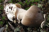 Amanita submembranacea image