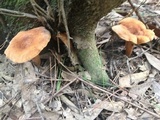 Lactarius peckii image