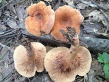 Lactarius peckii image