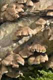 Plicaturopsis crispa image