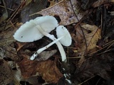 Leucoagaricus sericifer image