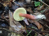 Boletus chrysenteron image