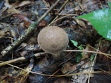Boletus chrysenteron image