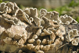 Plicaturopsis crispa image