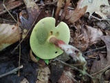 Boletus chrysenteron image