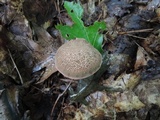 Boletus chrysenteron image