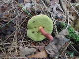 Boletus chrysenteron image