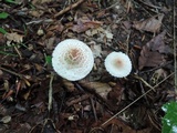 Lepiota cristata image