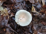 Russula modesta image