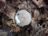 Russula modesta image