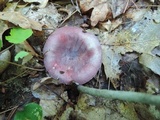 Russula mariae image