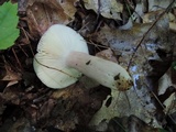 Russula mariae image