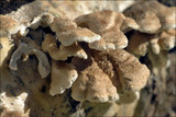 Plicaturopsis crispa image