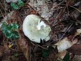 Russula variata image
