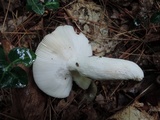 Russula variata image