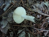 Russula pectinatoides image