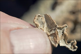 Plicaturopsis crispa image