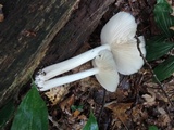 Megacollybia rodmanii image
