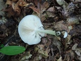 Megacollybia platyphylla image